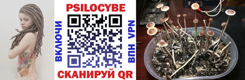 как найти закладки  Кимры  Псилоцибиновые грибы GOLDEN TEACHER 